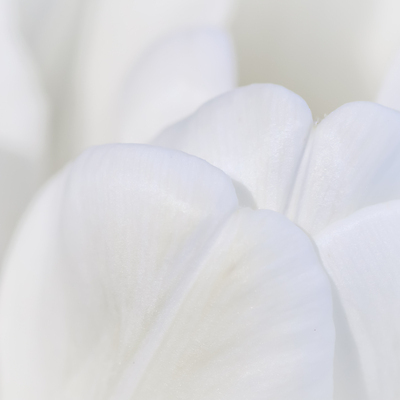 포토 JPG 해외이미지 식물 디자인 계절 꽃잎 꽃 백그라운드 컨셉 꽃무늬 자연 추상 휴가 사람없음 빛 햇빛 태양 갈색 환경 봄 튤립 성장 벚꽃 흰색 신선 신용카드 개화 선택 질감 복고 부드러움 내추럴 해외포토 자연요소 컬러 무늬 금융 감각 생태계 파일형식 이미지허브