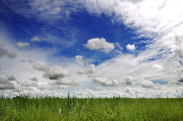 포토 JPG 해외이미지 식물 구름 하늘색 백그라운드 패턴 밭 자연 하늘 건강 풍경 잔디 초원 사람없음 야외 초록색 파란색 빛 햇빛 평화 환경 정원 맑음 봄 활발 신선 순수 생태학 디테일 해외포토 자연요소 계절 교육 컬러 컨셉 무늬 농업 날씨 태양 생태계 파일형식 이미지허브
