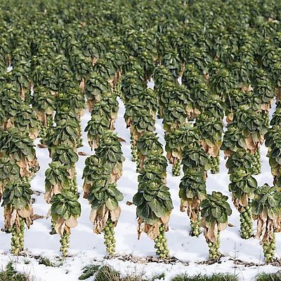 포토 JPG 해외이미지 식물 계절 음식 줄기 백그라운드 잎 겨울 밭 농업 채소 자연 날씨 건강 사람없음 야외 초록색 농장 머리 새싹 정원 냉동 추위 수확 성장 흰색 시골 신선 그룹 작음 유기농 양배추 서리 날것 내추럴 밭일 브뤼셀 해외포토 웰빙 산업 컬러 신체부위 크기 생태계 파일형식 이미지허브