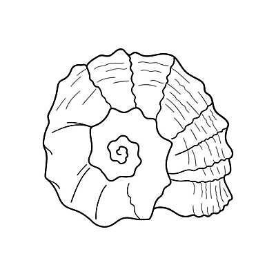 EPS 해외이미지 모양 동물 디자인 야생동물 바다 일러스트 조개 연체동물 항해 나선형 검은색 수중 껍질 흰색 낙서 스케치 싱크대 그림 달팽이 생물학 손그림 판화 고립 생태학 앵무조개 이국적 해외일러스트 교육 컬러 무늬 배_교통 어패류 무척추동물 미술 개수대 파일형식 벡터 이미지허브