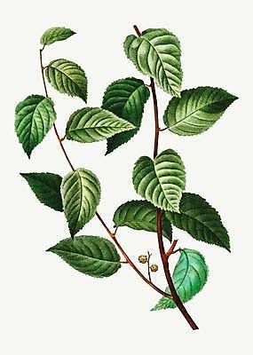 EPS 해외이미지 식물 일러스트 나뭇잎 사람없음 나뭇가지 빈티지 꽃봉오리 해외일러스트 나무 꽃 컨셉 잎 파일형식 벡터 이미지허브