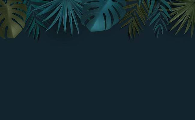 EPS 해외이미지 백그라운드 일러스트 사람없음 청록색 몬스테라 열대잎 카피스페이스 트로피컬아트 해외일러스트 식물 컬러 잎 공백 그림 파일형식 벡터 이미지허브