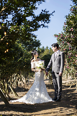 포토 JPG 주간 전신 응시 여자 남자 부케 웨딩드레스 결혼 사랑 서기 미소 들기 정장 턱시도 20대 성인 야외 두명 앞모습 옆모습 30대 제주도 마주보기 손잡기 한국인 동백 동백나무 신랑신부 성인만 웨딩촬영 국내포토 자연요소 나무 시선 드레스 옷 꽃 감정 신부_웨딩 뷰포인트 꽃다발 신랑 모션 한국 표정 사람 동양인 이벤트 청년 장년 기념사진 파일형식