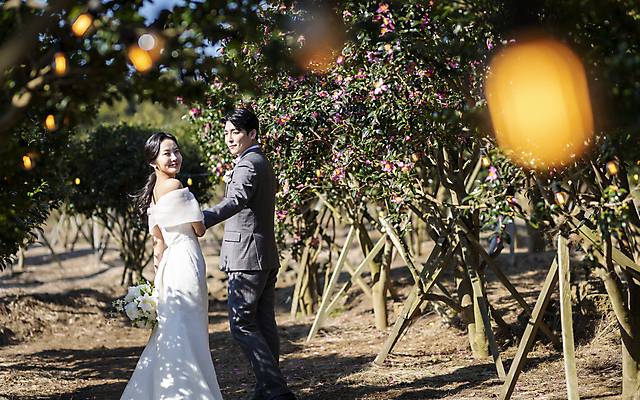 포토 JPG 주간 전신 응시 여자 남자 부케 웨딩드레스 결혼 사랑 서기 미소 정장 턱시도 20대 성인 야외 두명 옆모습 30대 제주도 손잡기 한국인 뒤돌아보기 소프트포커스 동백 동백나무 신랑신부 성인만 웨딩촬영 국내포토 자연요소 나무 시선 드레스 옷 꽃 감정 신부_웨딩 뷰포인트 꽃다발 신랑 모션 한국 촬영기법 표정 사람 동양인 이벤트 청년 장년 기념사진 파일형식