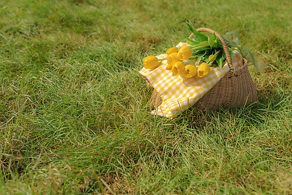 포토 JPG 주간 휴가 휴식 풍경 초원 사람없음 야외 제주도 소풍 튤립 천 체크무늬 꽃바구니 감성 피크닉용품 조화 소풍바구니 국내포토 자연요소 꽃 컨셉 무늬 한국 야외활동 바구니 직물 파일형식