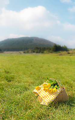 포토 JPG 주간 구름 하늘 휴가 휴식 산 풍경 초원 사람없음 야외 제주도 소풍 튤립 천 체크무늬 꽃바구니 감성 피크닉용품 조화 소풍바구니 국내포토 자연요소 꽃 컨셉 무늬 한국 야외활동 바구니 직물 파일형식