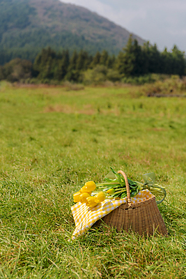 포토 JPG 주간 휴가 휴식 산 풍경 초원 사람없음 야외 제주도 소풍 튤립 천 체크무늬 꽃바구니 감성 피크닉용품 조화 소풍바구니 국내포토 자연요소 꽃 컨셉 무늬 한국 야외활동 바구니 직물 파일형식