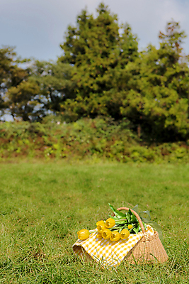 포토 JPG 주간 나무 휴가 휴식 풍경 초원 사람없음 야외 제주도 소풍 튤립 천 돗자리 체크무늬 꽃바구니 감성 피크닉용품 조화 소풍바구니 국내포토 자연요소 식물 꽃 컨셉 무늬 한국 야외활동 바구니 직물 파일형식