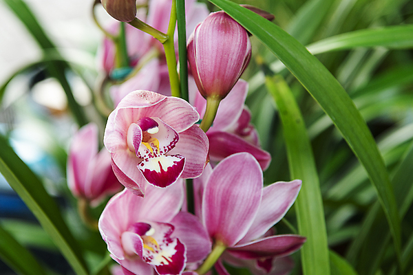 포토 JPG 주간 풍경 사람없음 야외 아웃포커스 풀 호접란 재래시장 오일장 전통시장 모란시장 국내포토 자연요소 식물 전통 꽃 촬영기법 시장 파일형식