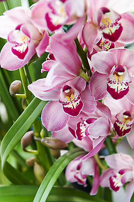 포토 JPG 주간 풍경 사람없음 야외 풀 소프트포커스 꽃봉오리 호접란 재래시장 오일장 전통시장 모란시장 국내포토 자연요소 식물 전통 꽃 촬영기법 시장 파일형식