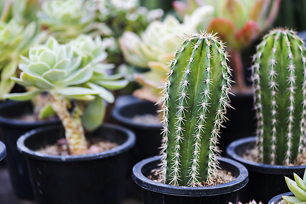 포토 JPG 주간 화분 화초 선인장 풍경 사람없음 야외 아웃포커스 재래시장 다육식물 오일장 전통시장 모란시장 국내포토 자연요소 식물 전통 촬영기법 시장 파일형식