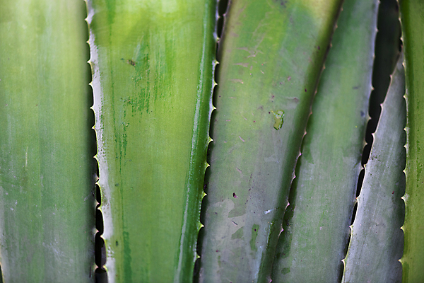 포토 JPG 주간 풍경 근접촬영 사람없음 야외 초록색 재래시장 알로에 오일장 전통시장 모란시장 국내포토 자연요소 식물 전통 뷰포인트 컬러 시장 파일형식