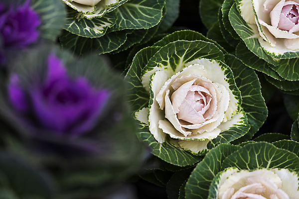 포토 자연요소 식물 전통 촬영기법 시장 파일형식 소프트포커스 전통시장 오일장 재래시장 화초 야외 JPG 주간 사람없음 모란시장 풍경 국내포토