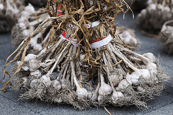 포토 자연요소 전통 모션 촬영기법 마늘 시장 파일형식 아웃포커스 통마늘 다발 묶기 바닥 전통시장 오일장 재래시장 야외 JPG 주간 사람없음 식재료 모란시장 풍경 국내포토
