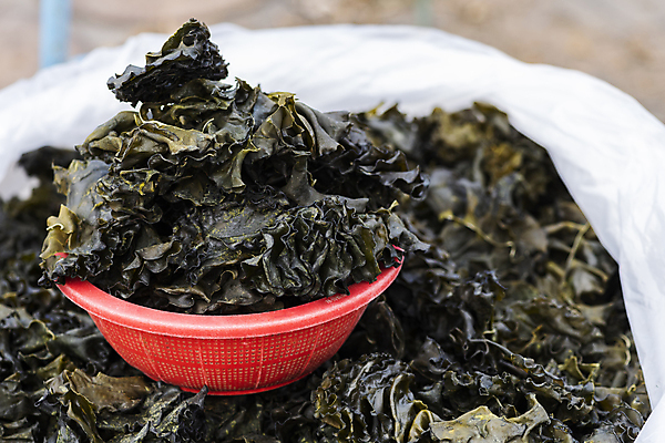 포토 JPG 주간 식재료 비닐봉투 풍경 사람없음 야외 아웃포커스 바구니 가득함 담기 재래시장 미역 오일장 전통시장 모란시장 국내포토 자연요소 전통 모션 봉투 촬영기법 해조류 시장 파일형식