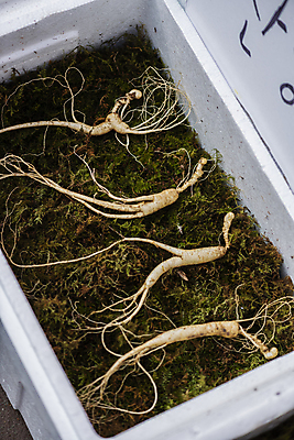 포토 JPG 주간 식재료 풍경 사람없음 야외 전시 약재 산삼 재래시장 건강식품 스티로폼박스 오일장 전통시장 모란시장 국내포토 자연요소 전통 음식 건강 상자 약 삼 시장 파일형식