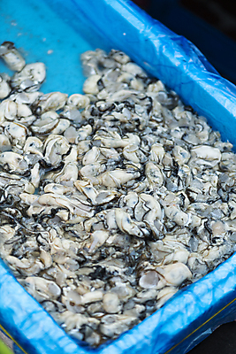 포토 JPG 주간 식재료 풍경 사람없음 야외 상자 굴 가득함 해산물 담기 재래시장 비닐 오일장 전통시장 모란시장 국내포토 자연요소 전통 모션 재질 어패류 시장 파일형식