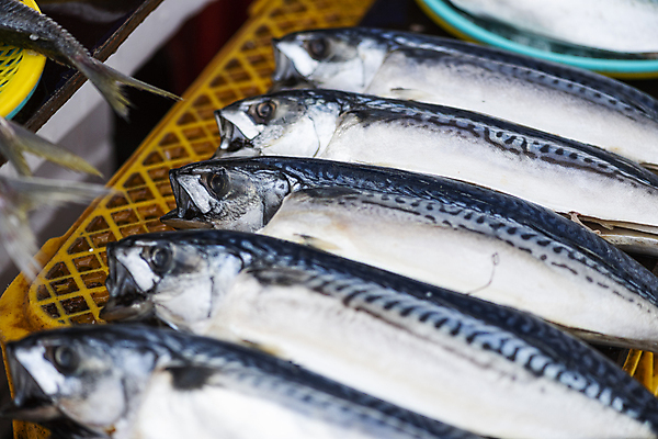 포토 JPG 주간 식재료 풍경 사람없음 야외 전시 해산물 일렬 재래시장 고등어 가판대 오일장 전통시장 모란시장 국내포토 자연요소 전통 어류 시장 파일형식