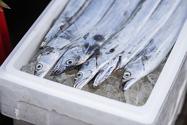 포토 JPG 주간 식재료 풍경 사람없음 야외 얼음 전시 해산물 담기 일렬 재래시장 갈치 스티로폼박스 오일장 전통시장 모란시장 국내포토 자연요소 전통 모션 어류 상자 시장 파일형식