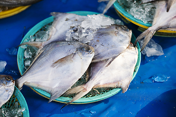 포토 JPG 주간 식재료 풍경 사람없음 야외 바구니 얼음 전시 해산물 담기 재래시장 가판대 병어 오일장 전통시장 모란시장 국내포토 자연요소 전통 모션 시장 파일형식