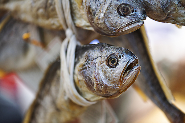 포토 JPG 주간 식재료 매달리기 풍경 근접촬영 사람없음 야외 아웃포커스 끈 소프트포커스 재래시장 굴비 오일장 전통시장 모란시장 국내포토 자연요소 전통 뷰포인트 모션 촬영기법 어류 시장 파일형식
