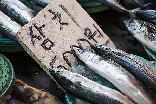 포토 JPG 주간 식재료 어류 풍경 사람없음 야외 바구니 얼음 전시 팻말 담기 가격표 재래시장 가판대 삼치 오일장 전통시장 모란시장 국내포토 자연요소 전통 모션 프레임 수중동물 시장 파일형식