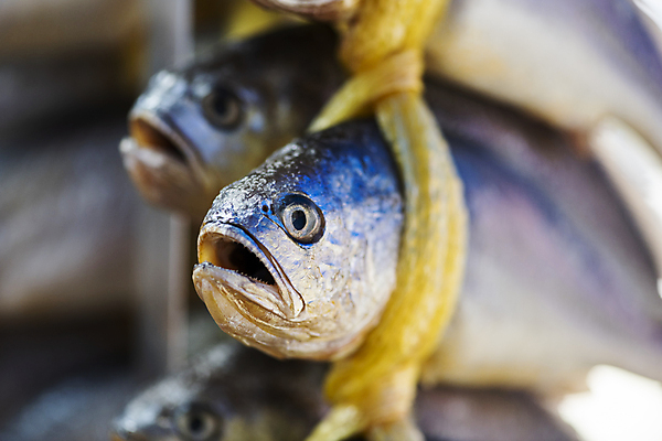 포토 JPG 주간 식재료 매달리기 풍경 근접촬영 사람없음 야외 아웃포커스 끈 소프트포커스 묶기 재래시장 굴비 오일장 전통시장 모란시장 국내포토 자연요소 전통 뷰포인트 모션 촬영기법 어류 시장 파일형식