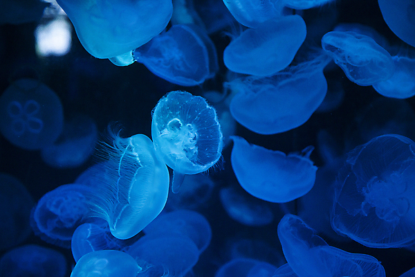 포토 JPG 여러마리 사람없음 파란색 수중 어둠 수족관 해파리 아쿠아리움 국내포토 컬러 다수 자포동물 파일형식