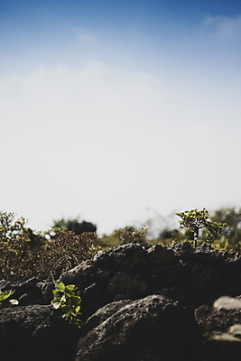 포토 JPG 주간 식물 구름 하늘 풍경 사람없음 야외 제주도 가을 현무암 카멜리아힐 국내포토 자연요소 계절 한국 화산암 파일형식