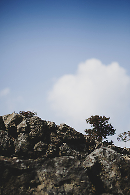 포토 JPG 주간 나무 구름 하늘 풍경 사람없음 야외 제주도 가을 현무암 카멜리아힐 국내포토 자연요소 식물 계절 한국 화산암 파일형식