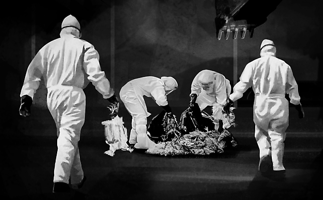 전신 PSD 남자 일러스트 오리 서기 들기 여러명 성인 걷기 검은색 닭 포크레인 사회이슈 무더기 조류독감 성인남자만 조류인플루엔자 살처분 방역복 국내일러스트 옷 컬러 다수 컨셉 모션 조류 사람 중장비 방역 전염병 남자만 성인만 파일형식