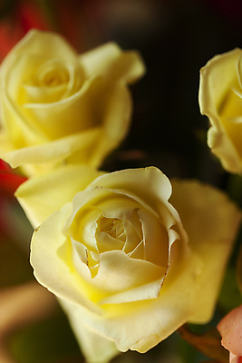 포토 JPG 주간 실내 근접촬영 사람없음 아웃포커스 장미 향기 부드러움 국내포토 자연요소 꽃 뷰포인트 촬영기법 내부 감각 냄새 파일형식