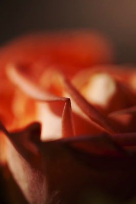 포토 JPG 주간 꽃잎 실내 근접촬영 사람없음 아웃포커스 장미 국내포토 자연요소 꽃 뷰포인트 촬영기법 내부 파일형식