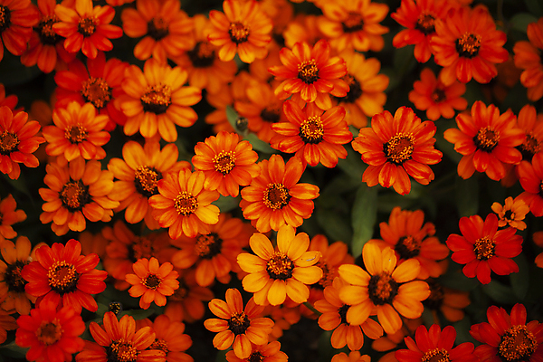 포토 JPG 주간 꽃밭 사람없음 야외 하이앵글 주황색 거베라 국내포토 자연요소 꽃 뷰포인트 컬러 파일형식