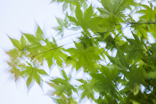 포토 JPG 주간 단풍 바람 사람없음 야외 나뭇가지 흔들림 블러효과 국내포토 자연요소 나무 잎 모션 날씨 블러 파일형식 효과