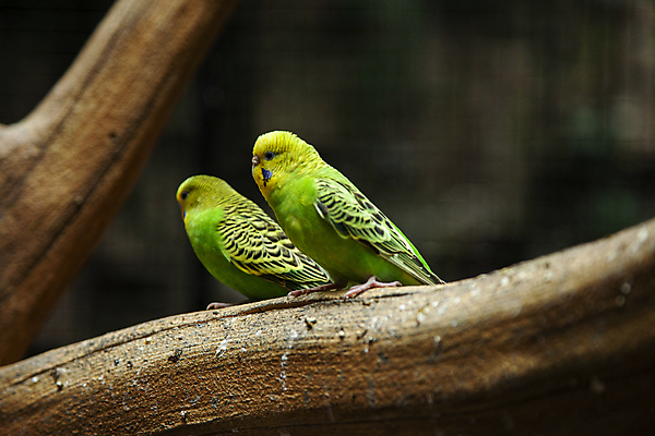 포토 JPG 주간 두마리 사람없음 야외 아웃포커스 귀여움 나뭇가지 구관조 국내포토 자연요소 나무 컨셉 2 조류 촬영기법 파일형식