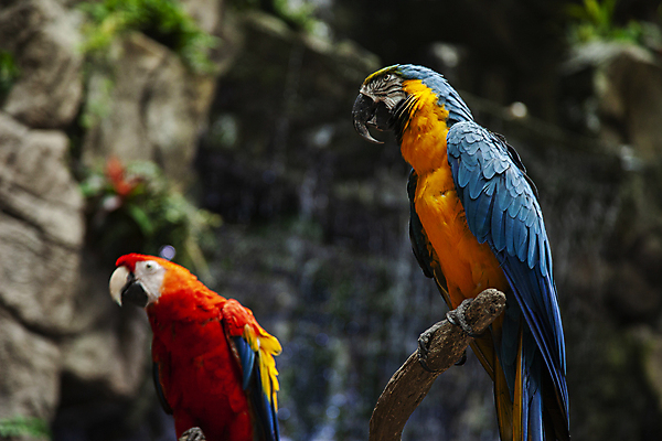 포토 JPG 주간 두마리 사람없음 야외 아웃포커스 나뭇가지 금강앵무새 국내포토 자연요소 나무 2 촬영기법 앵무새 파일형식