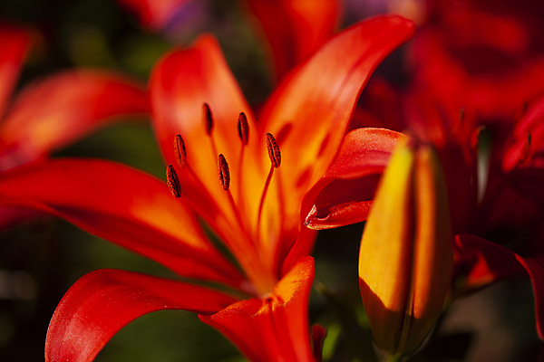 포토 JPG 주간 꽃밭 근접촬영 사람없음 야외 아웃포커스 꽃봉오리 강렬 나리꽃 국내포토 자연요소 꽃 뷰포인트 촬영기법 파일형식