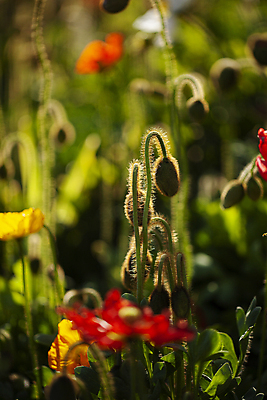 포토 JPG 주간 꽃밭 여름꽃 사람없음 야외 아웃포커스 여름 꽃봉오리 양귀비 강렬 국내포토 자연요소 계절 꽃 촬영기법 파일형식 여름_계절