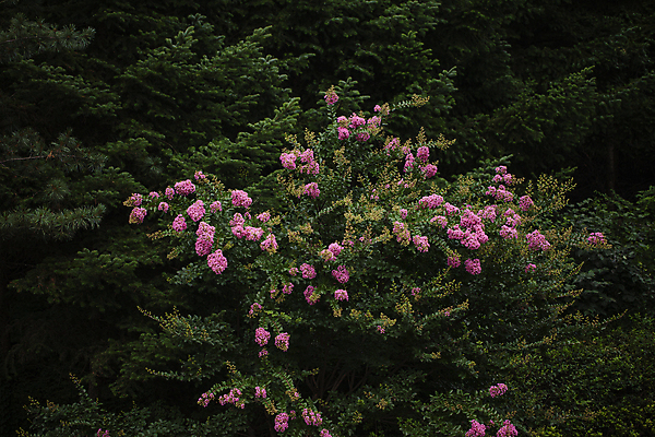 포토 JPG 주간 나무 꽃나무 사람없음 야외 여름 숲 배롱나무 국내포토 자연요소 식물 계절 꽃 파일형식