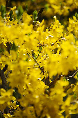 포토 JPG 주간 사람없음 야외 노란색 봄 소프트포커스 개나리 만개 국내포토 자연요소 계절 꽃 컬러 촬영기법 파일형식