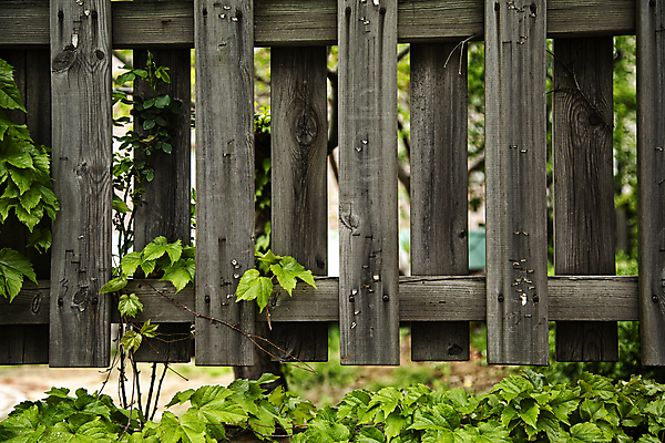 포토 JPG 주간 잎 풍경 사람없음 야외 덩굴 나무다리 국내포토 자연요소 식물 다리_건축물 파일형식