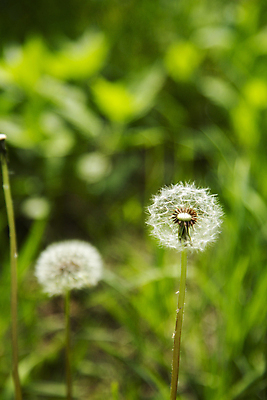 포토 JPG 주간 사람없음 야외 아웃포커스 민들레 부드러움 민들레홀씨 국내포토 자연요소 꽃 촬영기법 감각 파일형식