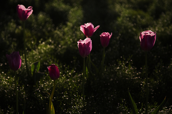 포토 JPG 잎 꽃밭 사람없음 야외 어둠 튤립 야간 국내포토 자연요소 식물 꽃 파일형식