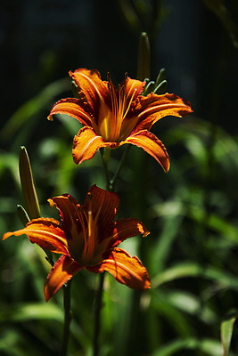 포토 JPG 주간 잎 그림자 사람없음 야외 아웃포커스 나리꽃 국내포토 자연요소 식물 꽃 촬영기법 파일형식