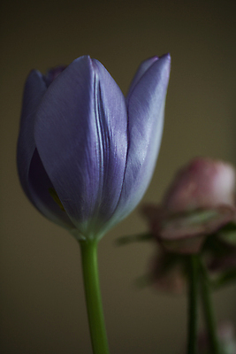 포토 JPG 줄기 실내 근접촬영 사람없음 튤립 부드러움 특별함 갈색배경 국내포토 식물 꽃 뷰포인트 백그라운드 컨셉 내부 갈색 감각 파일형식