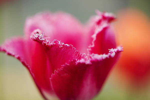 포토 JPG 주간 꽃잎 근접촬영 사람없음 야외 아웃포커스 튤립 부드러움 특별함 국내포토 자연요소 꽃 뷰포인트 컨셉 촬영기법 감각 파일형식