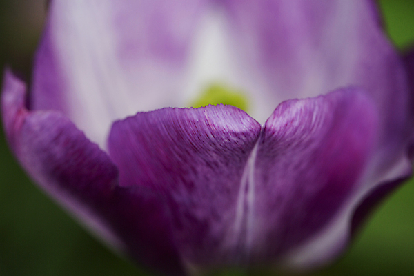 포토 JPG 주간 꽃잎 근접촬영 사람없음 야외 아웃포커스 튤립 부드러움 특별함 국내포토 자연요소 꽃 뷰포인트 컨셉 촬영기법 감각 파일형식