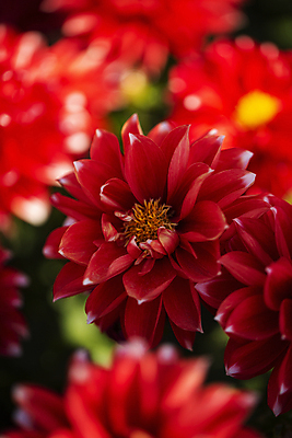 포토 JPG 주간 근접촬영 사람없음 야외 아웃포커스 햇빛 달리아 국내포토 자연요소 꽃 뷰포인트 촬영기법 태양 파일형식