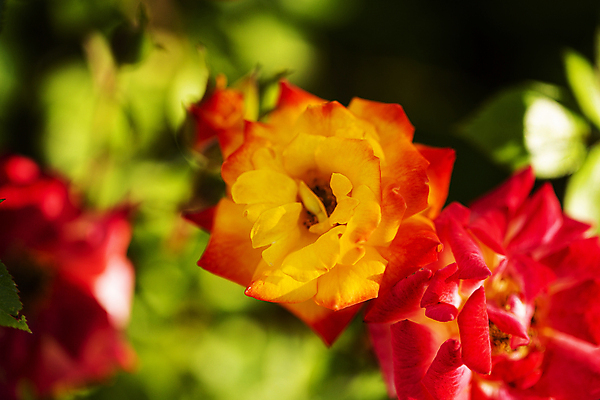 포토 JPG 주간 꽃밭 자연 근접촬영 사람없음 야외 아웃포커스 장미 들꽃 국내포토 자연요소 꽃 뷰포인트 촬영기법 생태계 파일형식